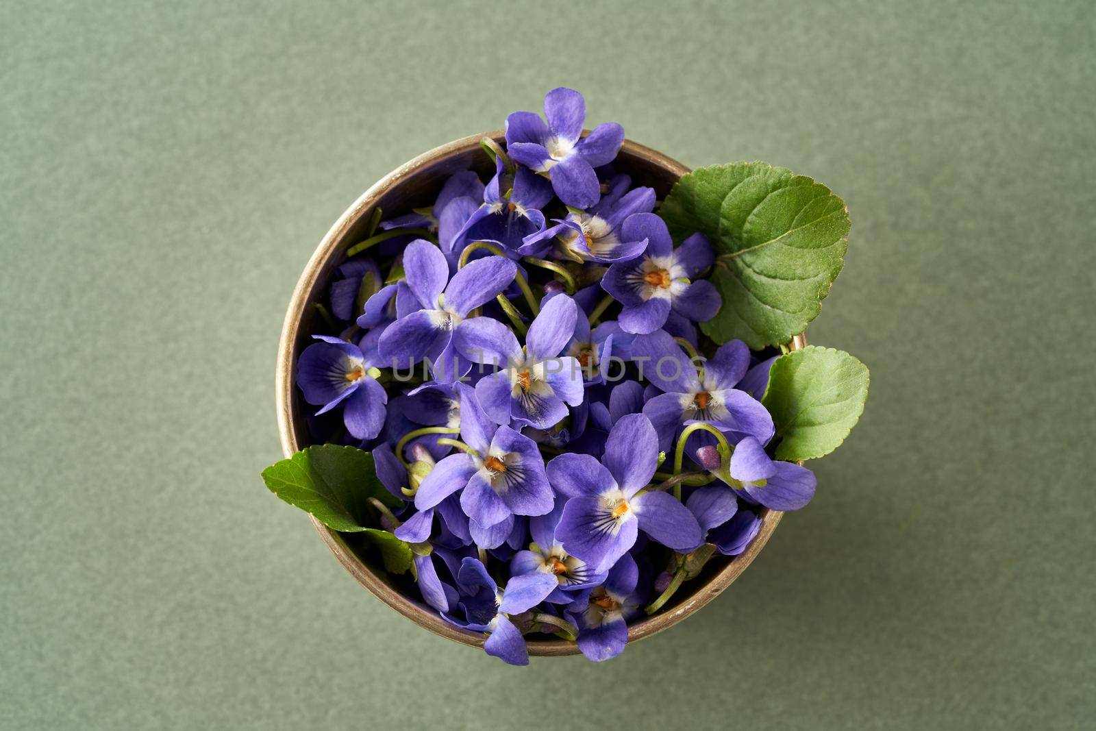 Wood violet flowers in a bowl on green background, top view