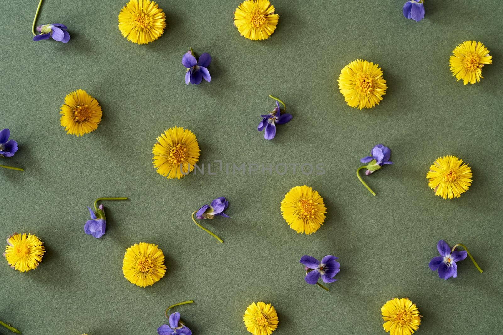 Spring background with fresh lungwort and violet flowers on green paper by madeleine_steinbach