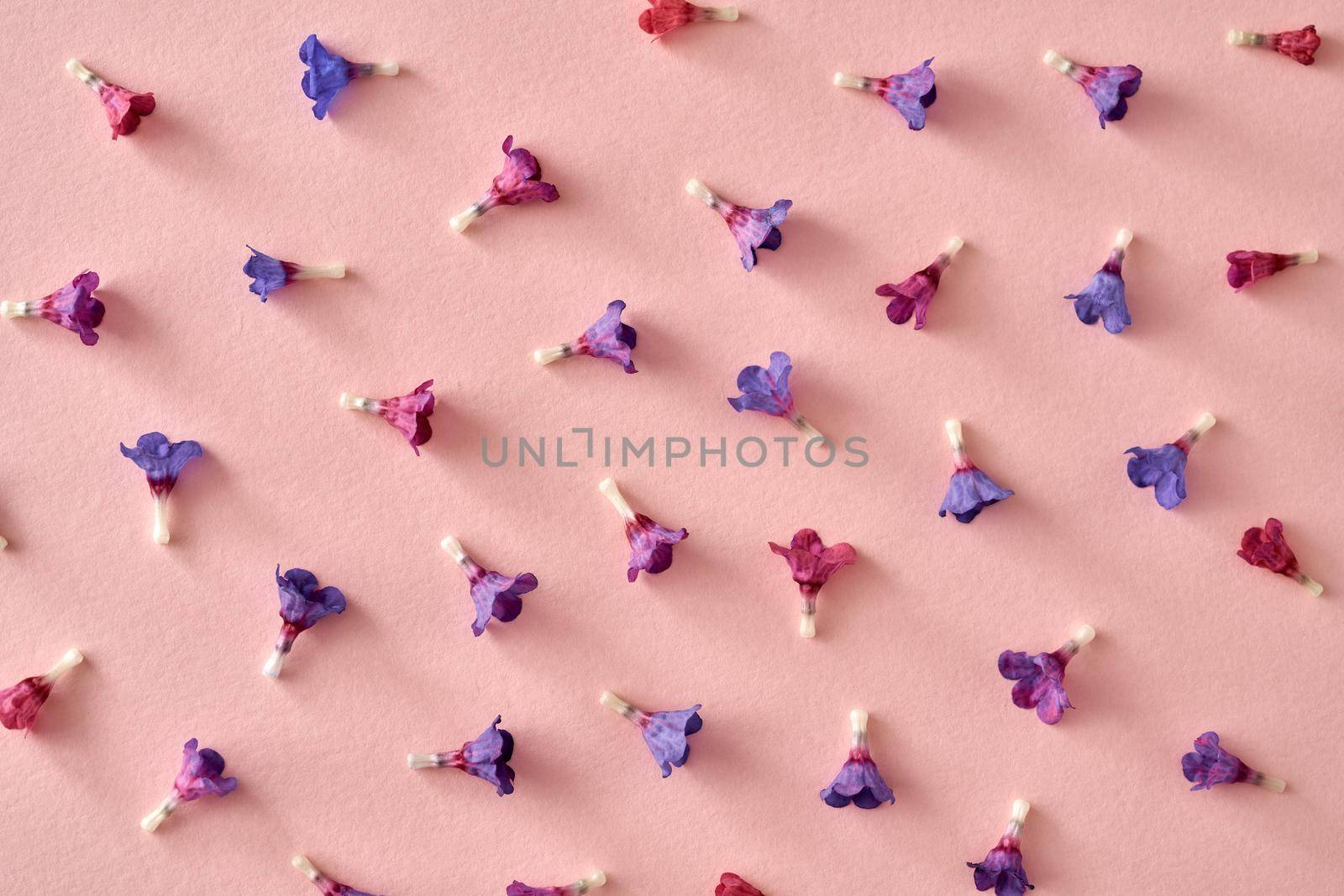 Spring background with fresh lungword or Pulmonaria flowers on a pink paper, top view