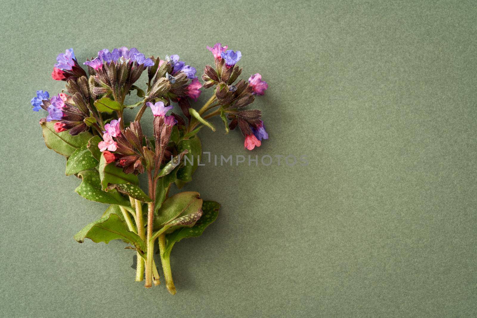 Spring background with fresh lungword or Pulmonaria flowers on a green paper with copy space