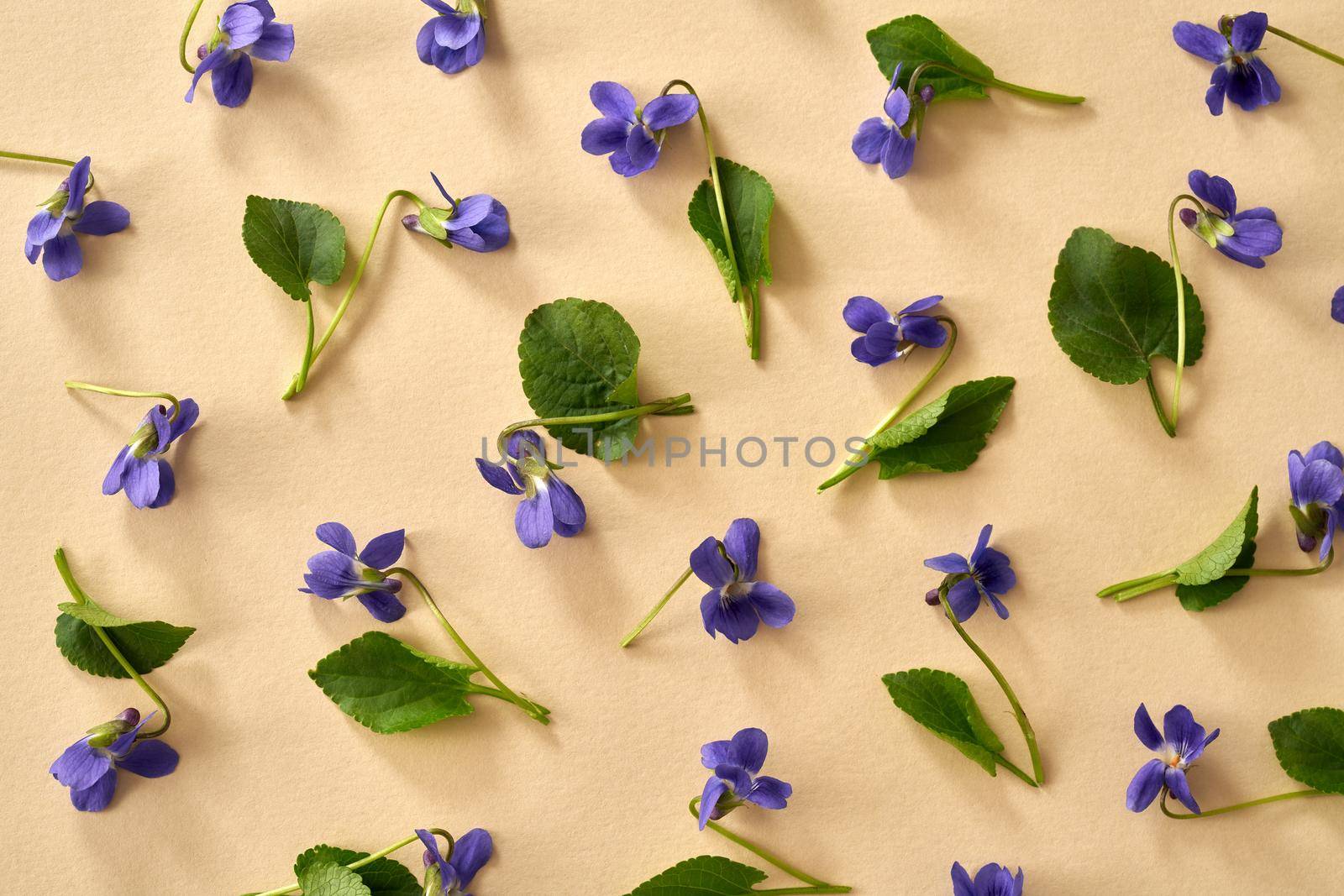 Spring background with violet flowers on orange paper, top view