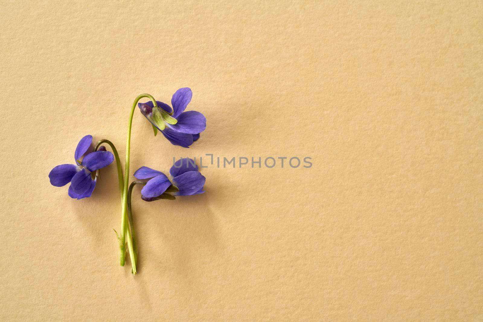 Spring concept with sweet violet flowers on a yellow paper background with copy space