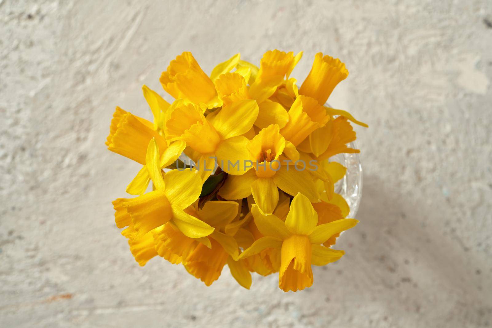 Spring concept - yellow daffodil flowers on white background by madeleine_steinbach