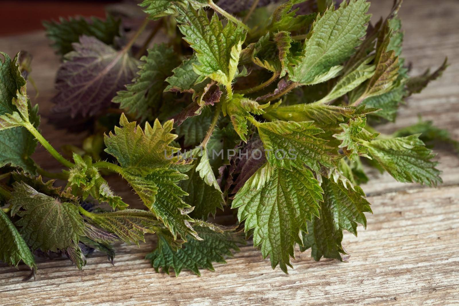 Stinging nettles on a table by madeleine_steinbach