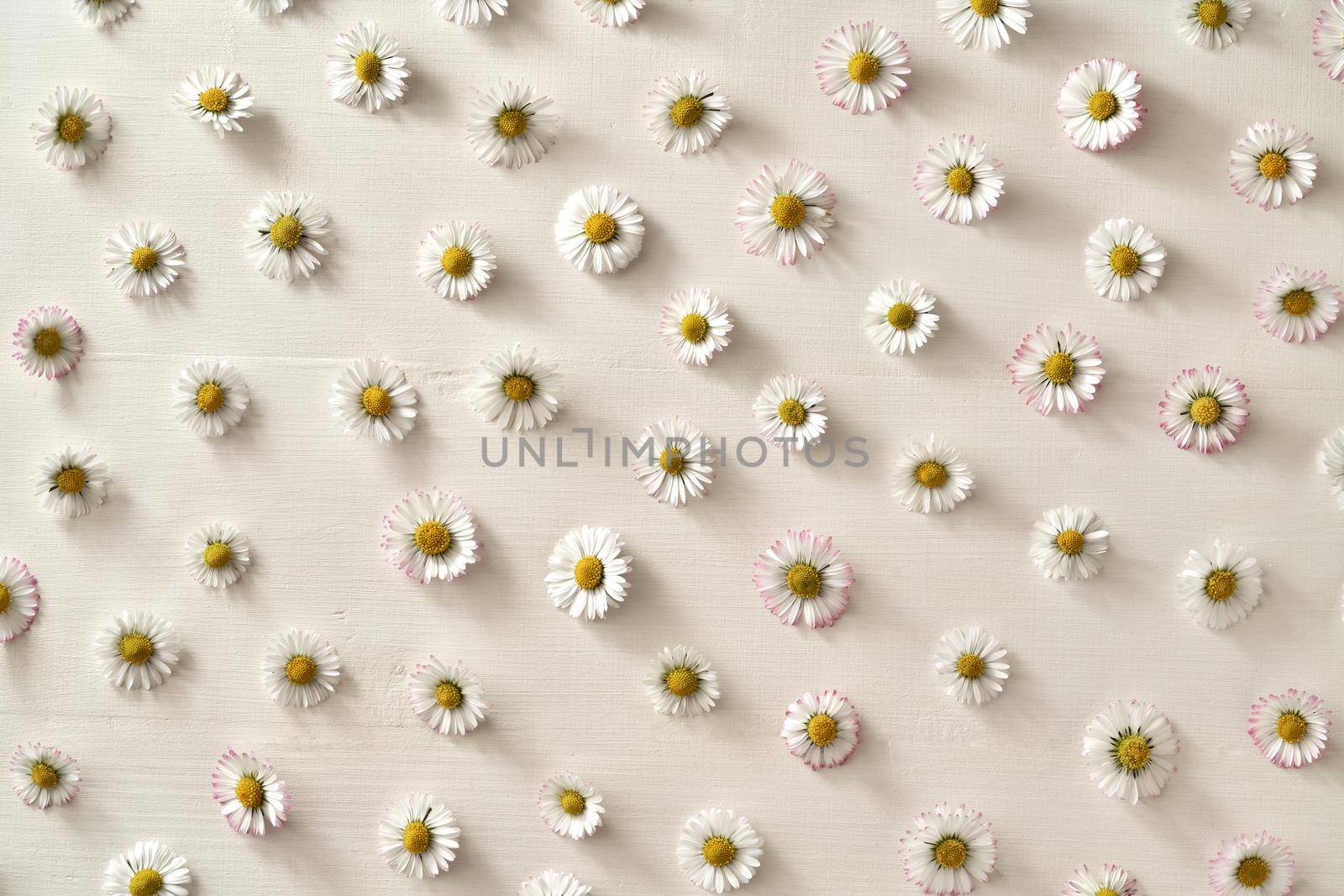 Spring background with common daisy flowers on white wood, top view by madeleine_steinbach