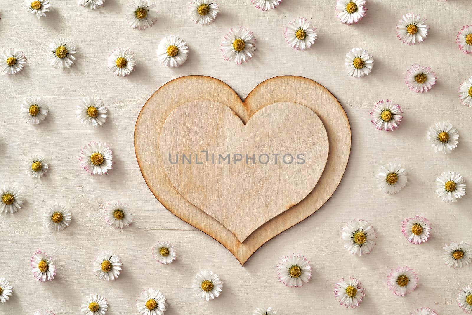 Spring background with a wooden heart and common daisy flowers on white wood, with copy space