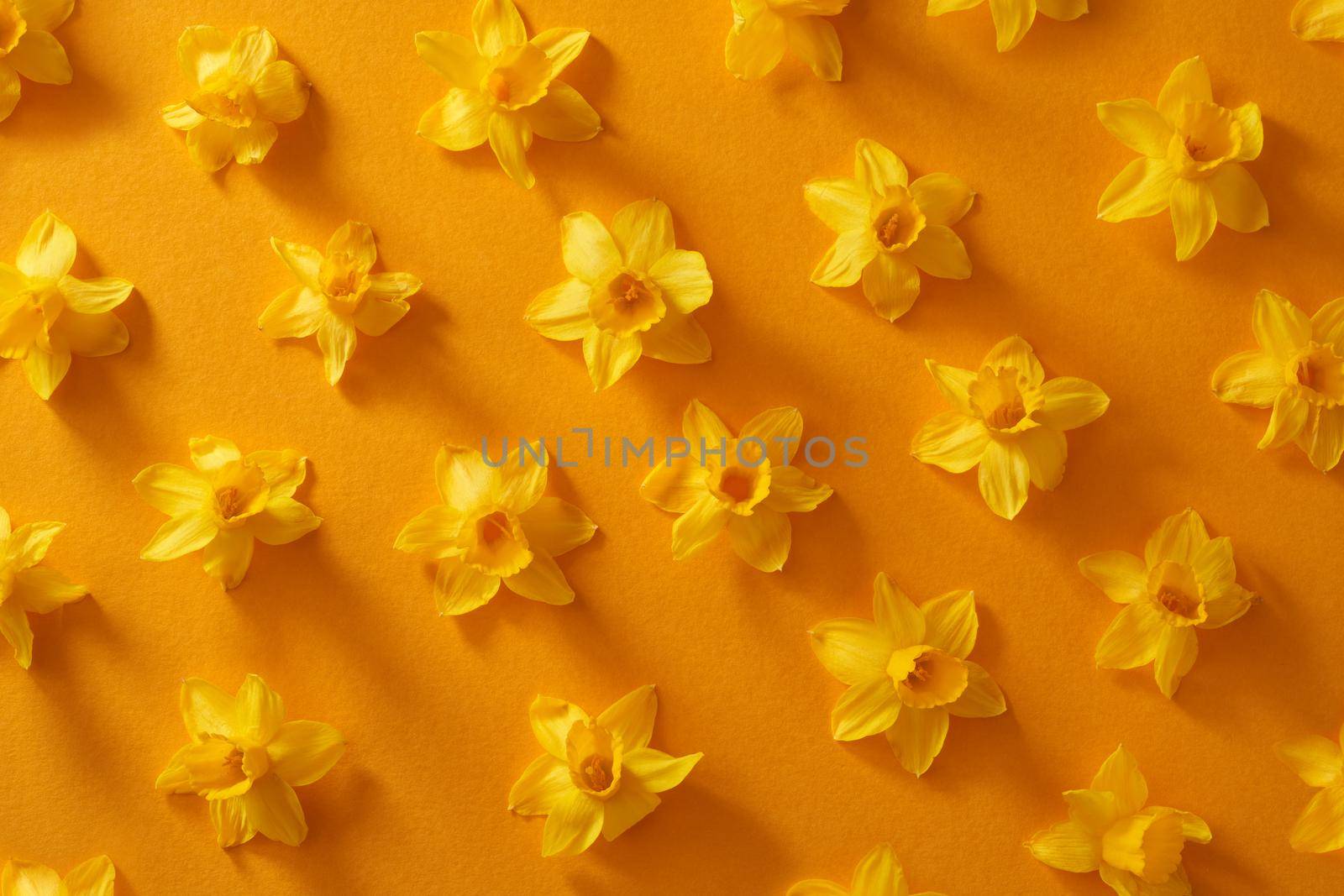 Spring background with daffodil flowers on orange paper, top view by madeleine_steinbach