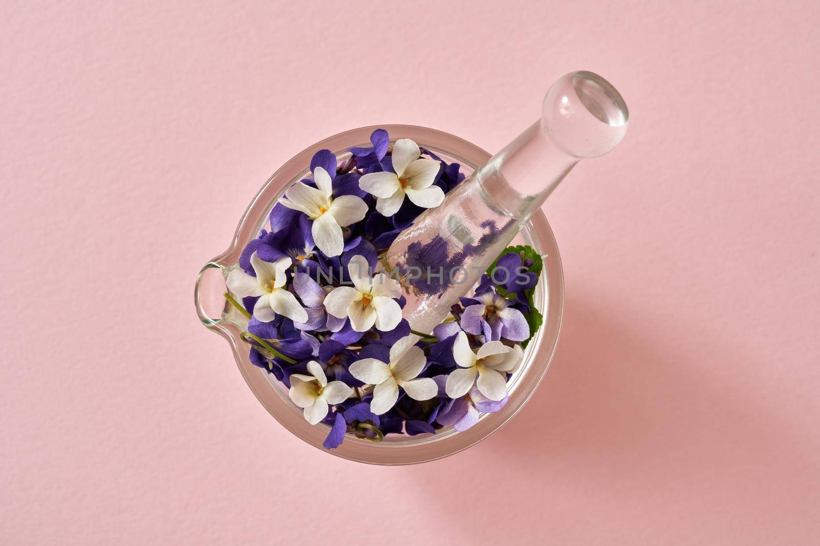 Spring concept - white and purple English violet flowers in a glass mortar on a pastel pink background, by madeleine_steinbach