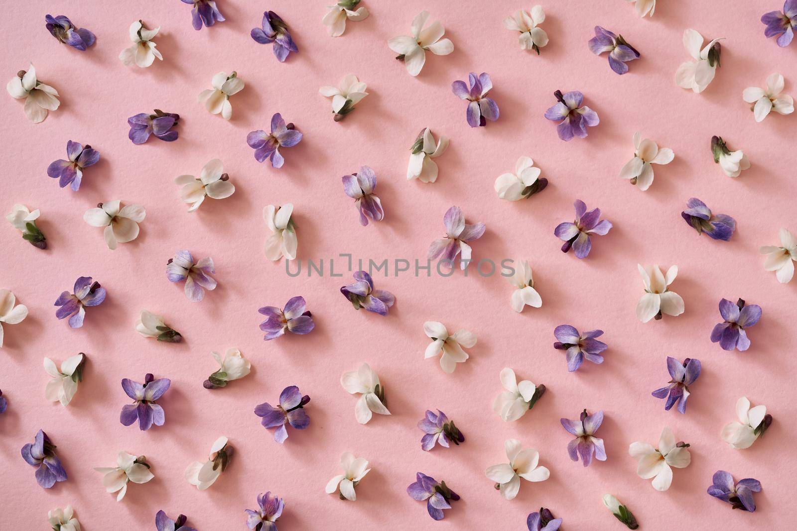 Spring background with pink and white violet flowers on pastel pink paper by madeleine_steinbach