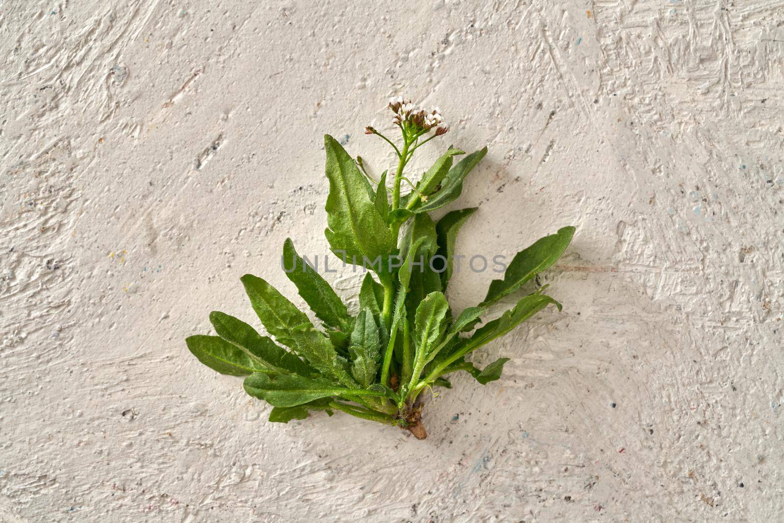 Shepherd's purse collected in early spring - wild edible plant whose young leaves can be eaten raw in salads by madeleine_steinbach