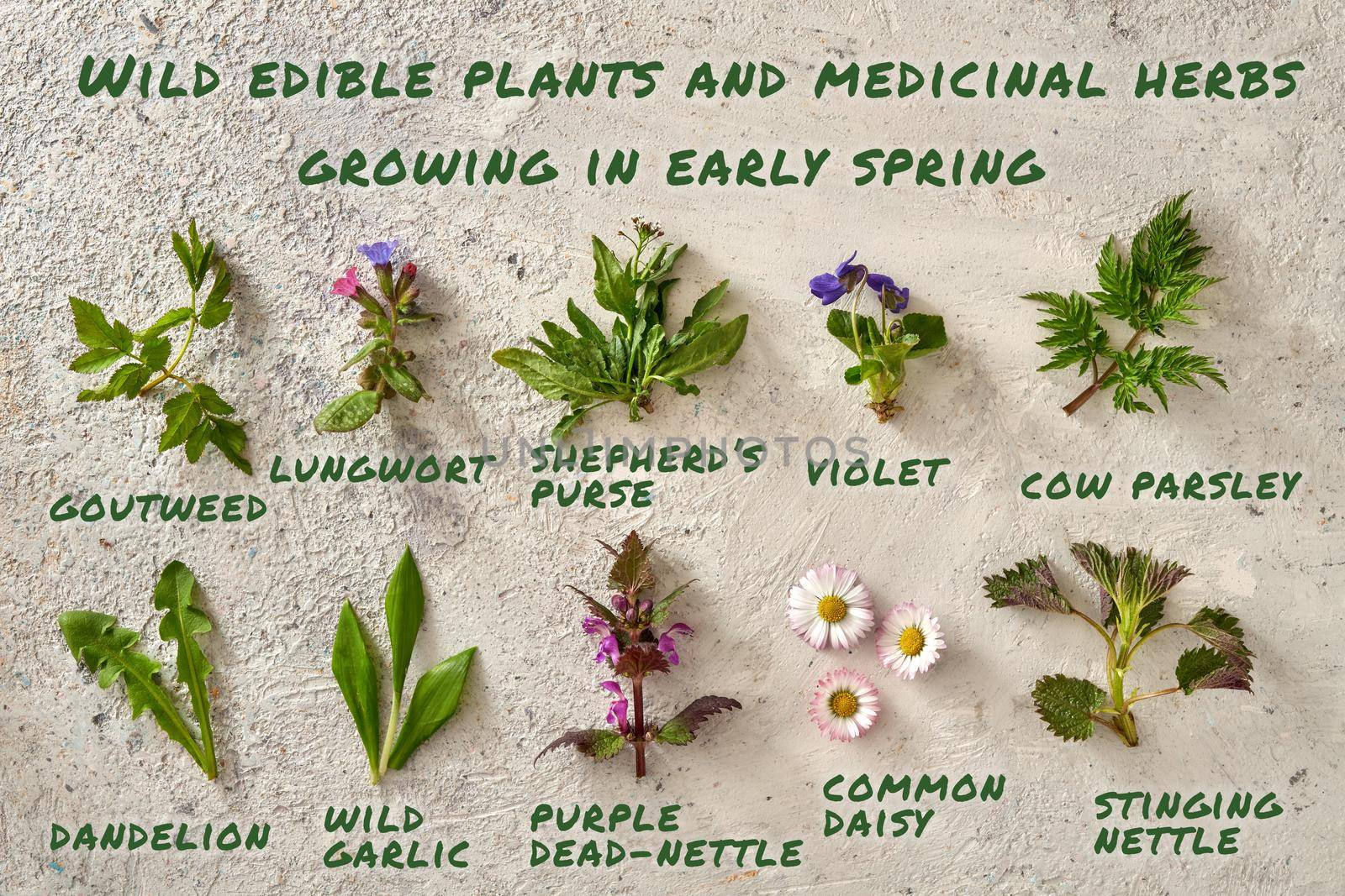 Goutweed, lungwort, cow parsley, violet, shepherd's purse, dandelion, wild garlic, purple dead-nettle, common daisy, nettle - herbs growing in early spring, with inscriptions by madeleine_steinbach