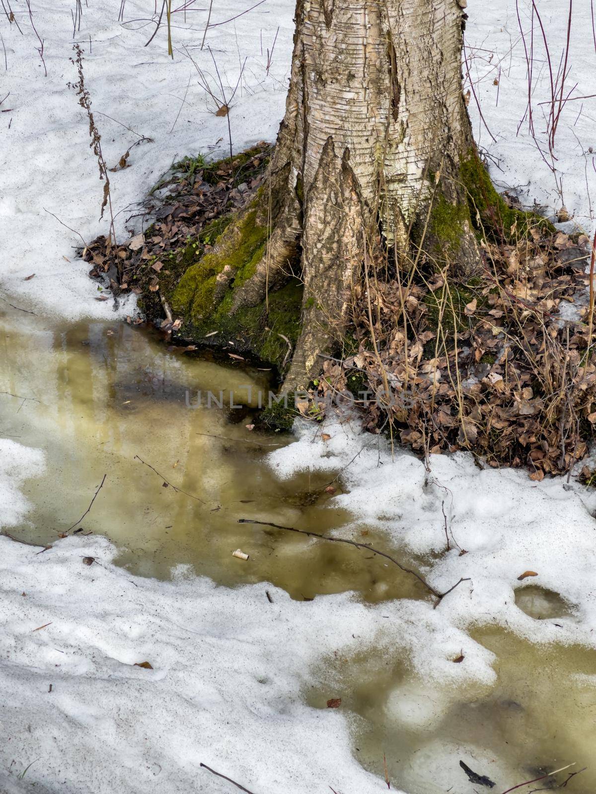 In the wood the spring begins, trees and bushes stand in water, a sunny day, patches of light and reflection on water, trunks of trees are reflected in a puddle, streams flow, conceals snow by vladimirdrozdin