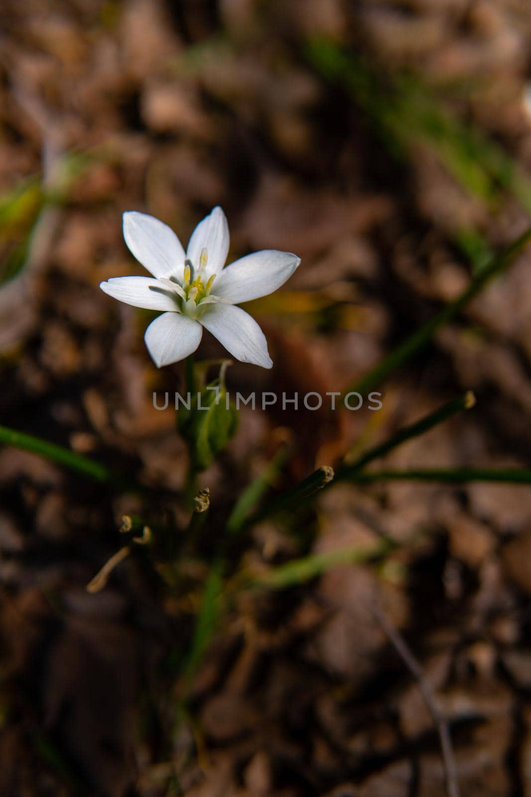 White flower with yellow center and close-up view with brown background by xavier_photo