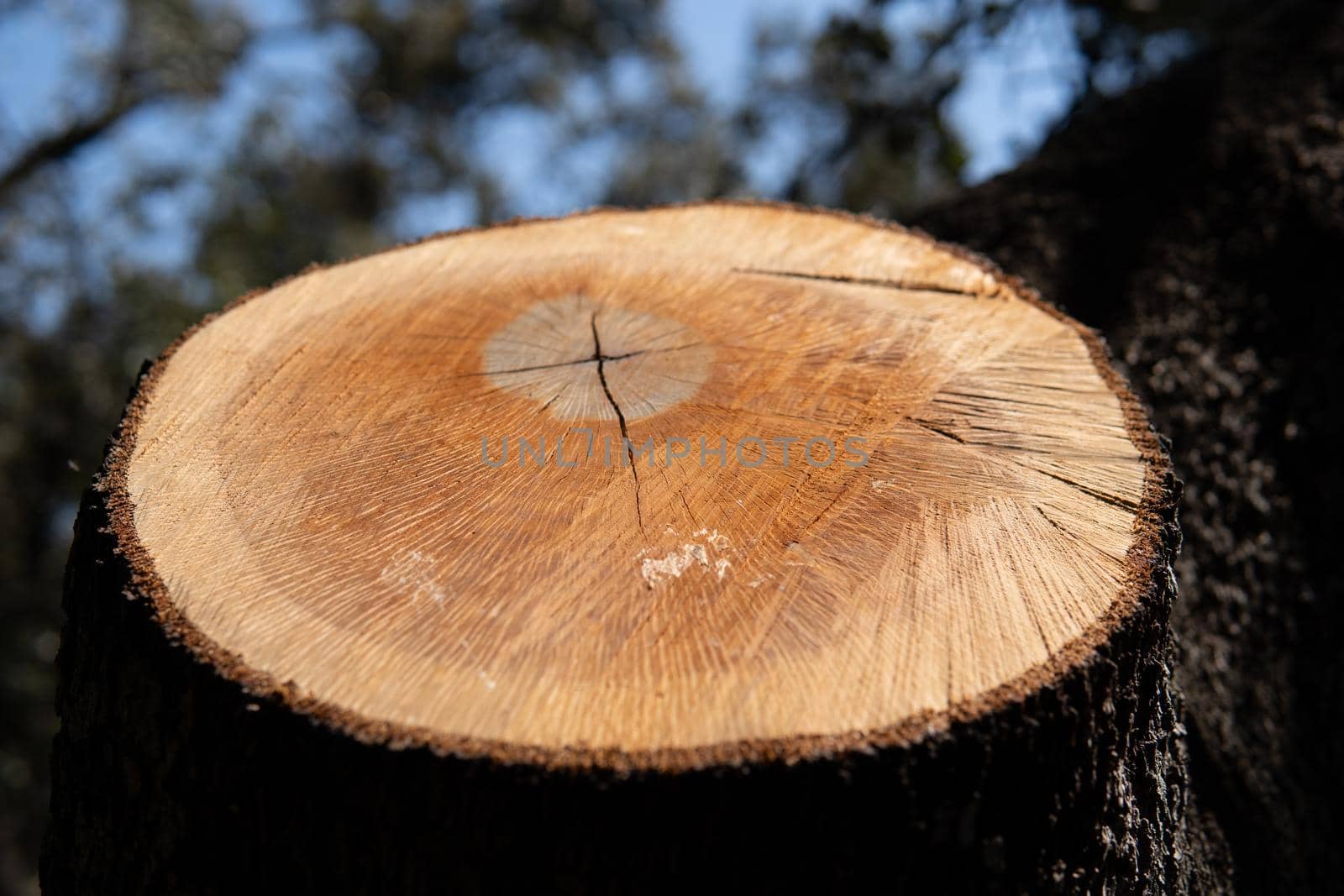 Log cut from a pine tree in a park by xavier_photo