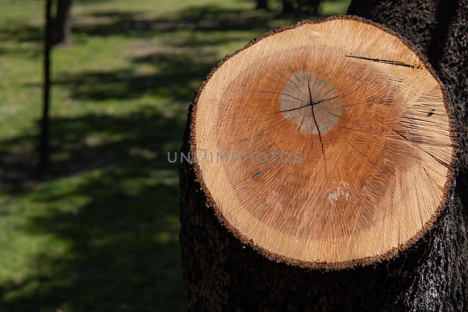 Log cut from a pine tree in a park by xavier_photo