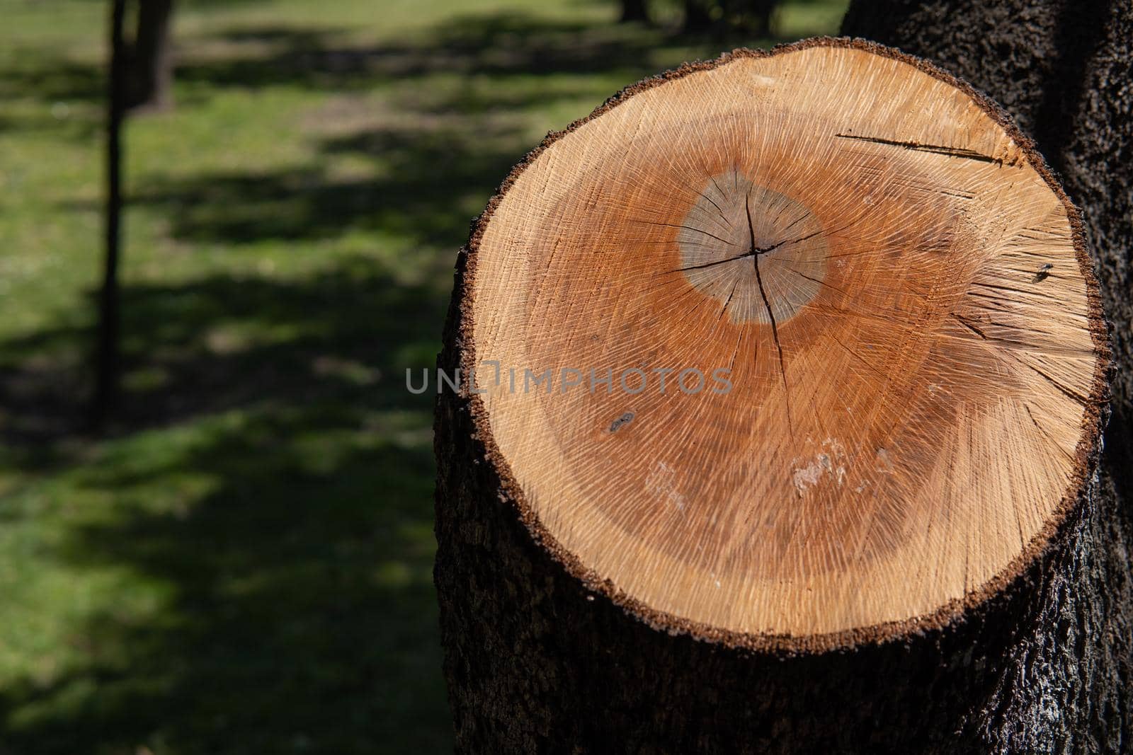 Log cut from a pine tree in a park