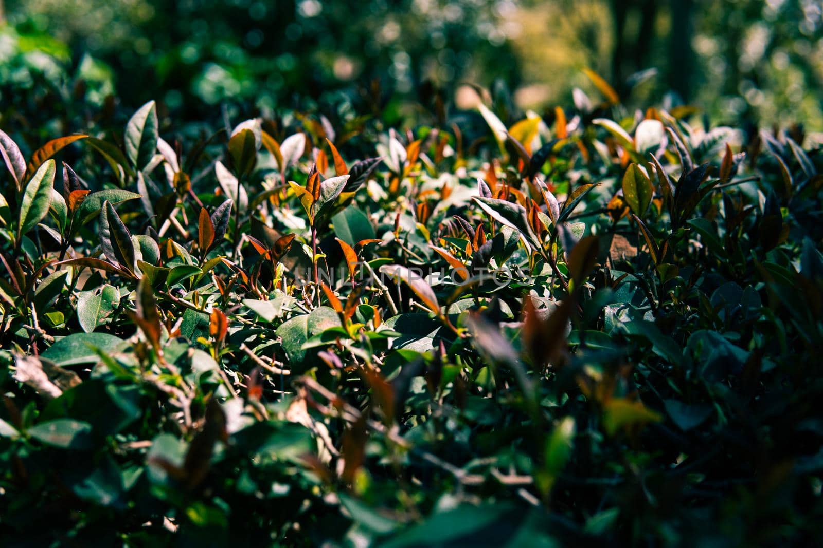 Green bush in the park in the sunshine by xavier_photo