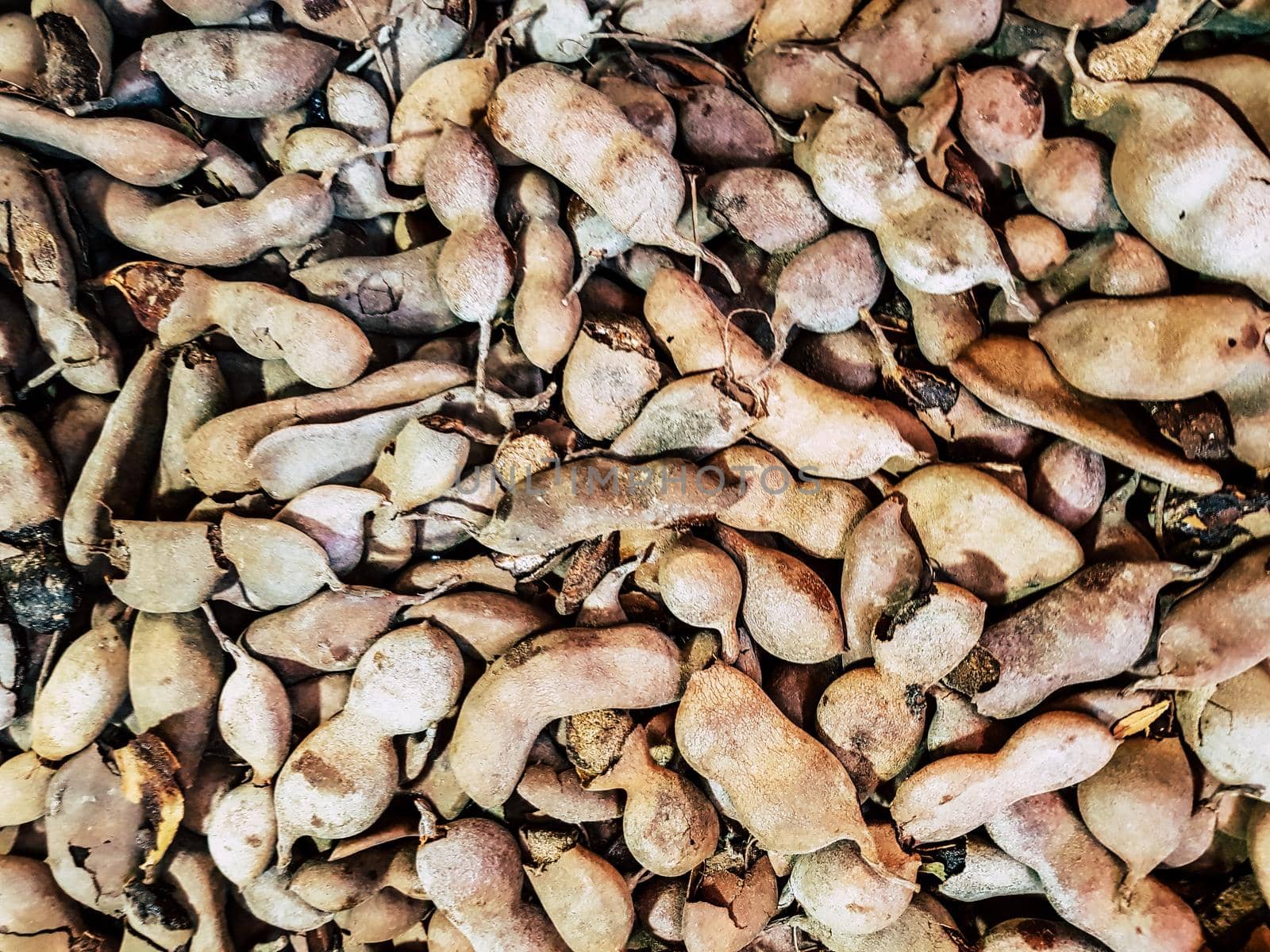 Pile of ripe Tamarind fruits. A big pile of tamarinds use for background or wallpaper.