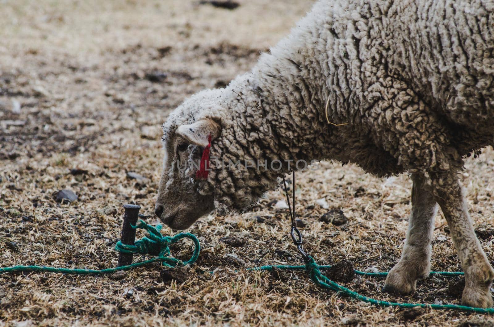 Face of a sheep ties to a stick on a farm