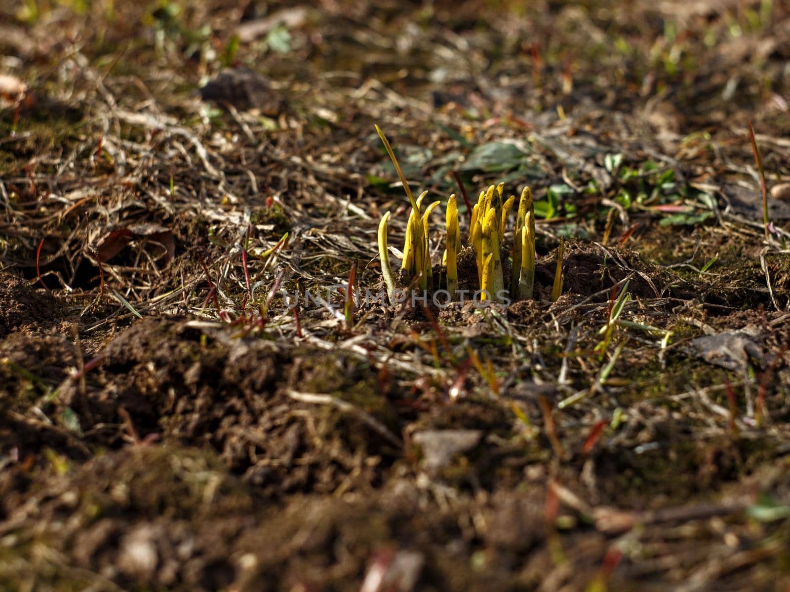 Green sprouts of first spring flowers on brown ground. Selective focus