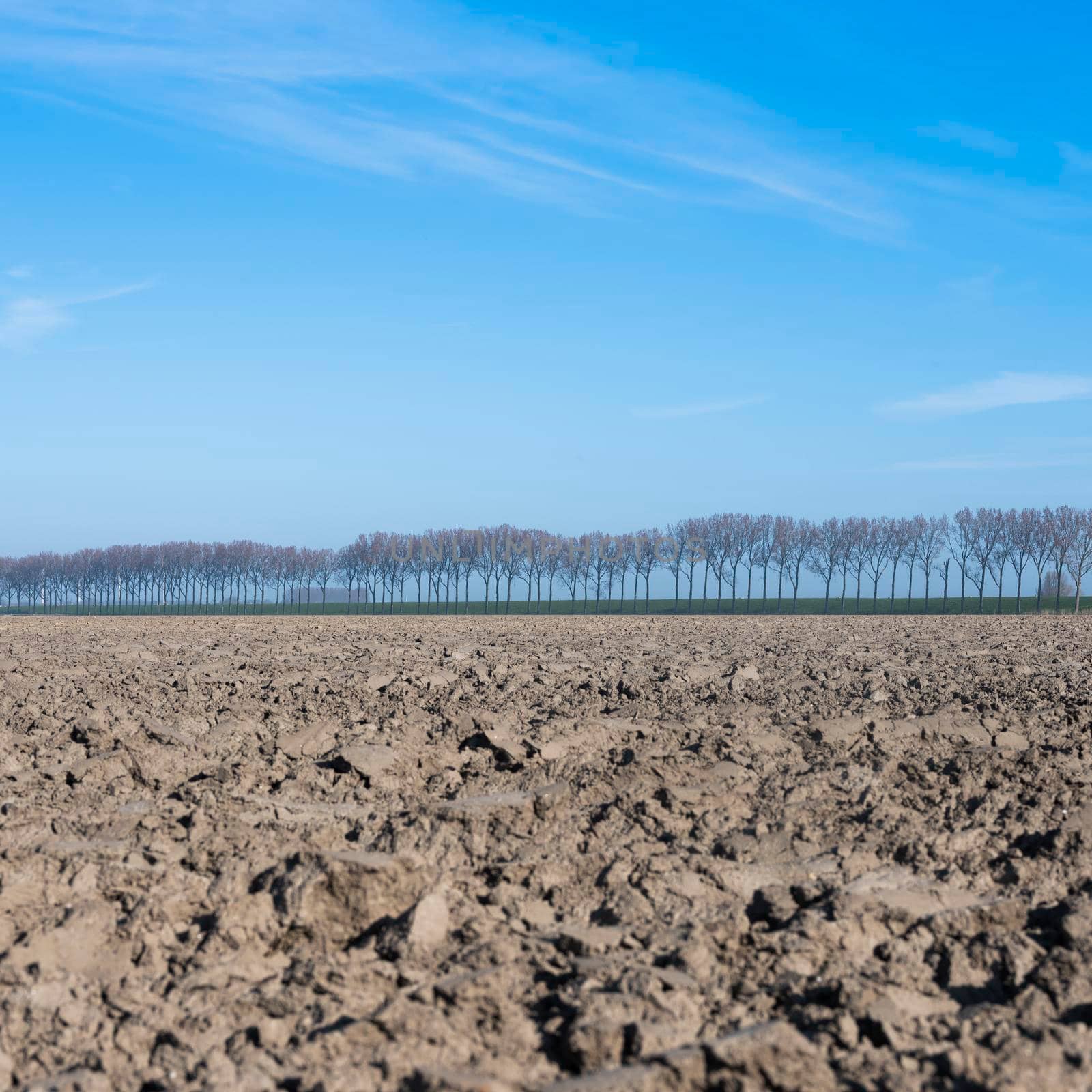 freshly plowed field and tree line early spring in the netherlands on the island of goeree en overflakkee