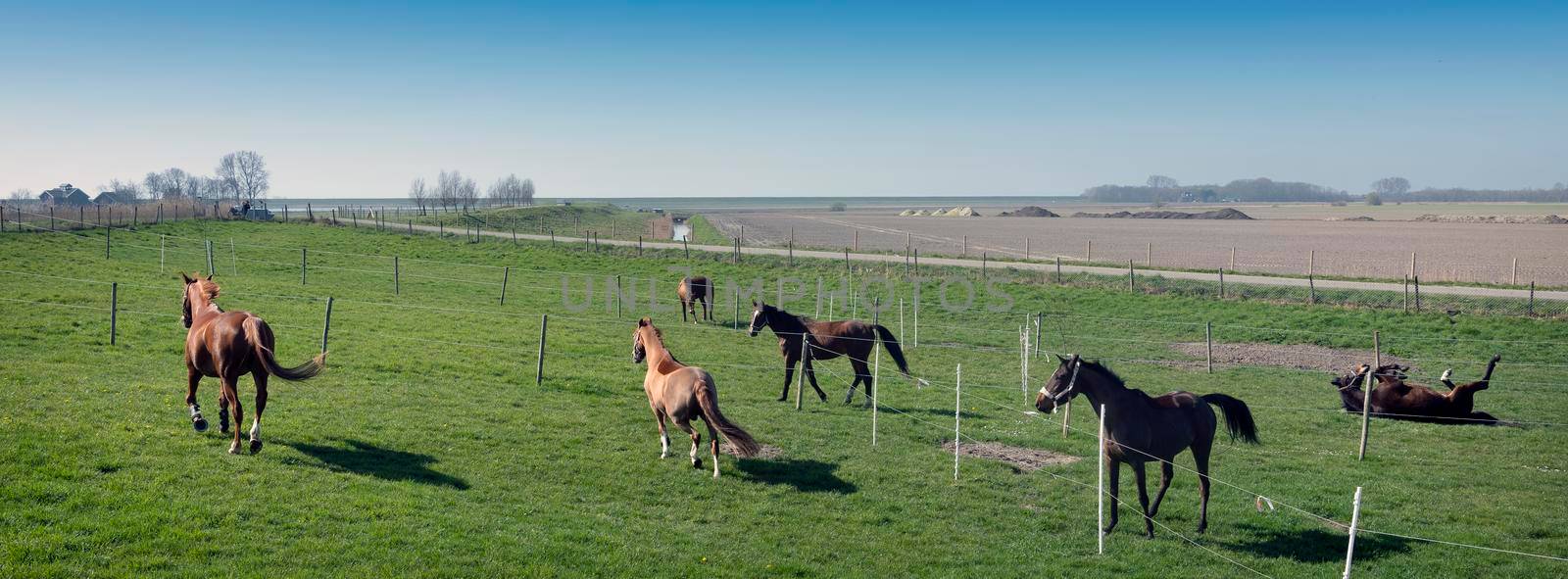 horses in countryside landscape under blue sky in dutch province of zeeland by ahavelaar
