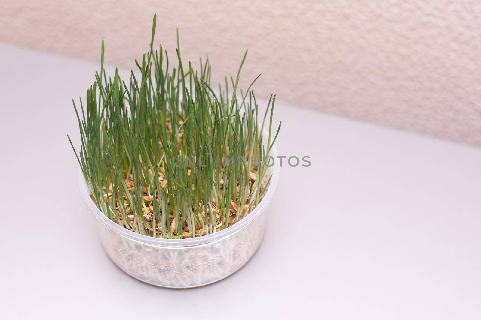 Green grass in a plastic container. Cat Grass