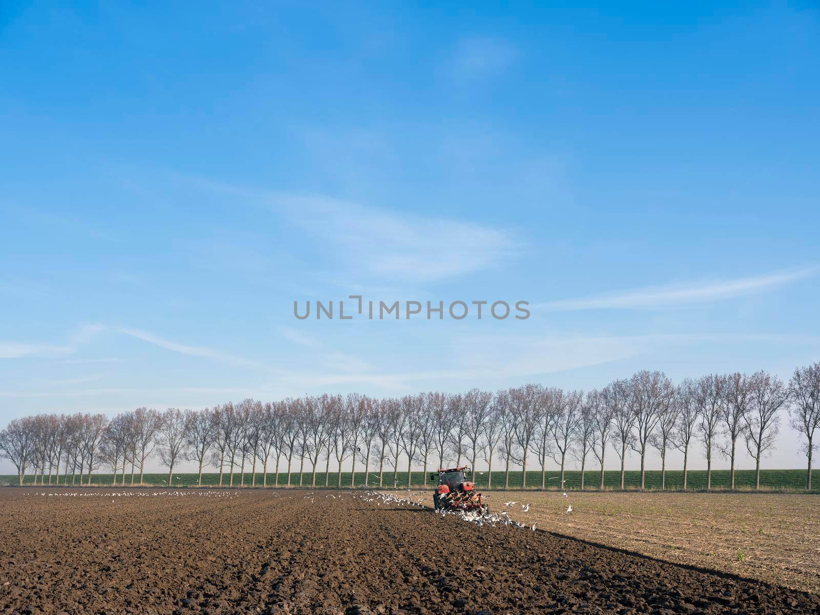 tractor with plough on field early spring in the netherlands on the island of goeree en overflakkee under blue sky