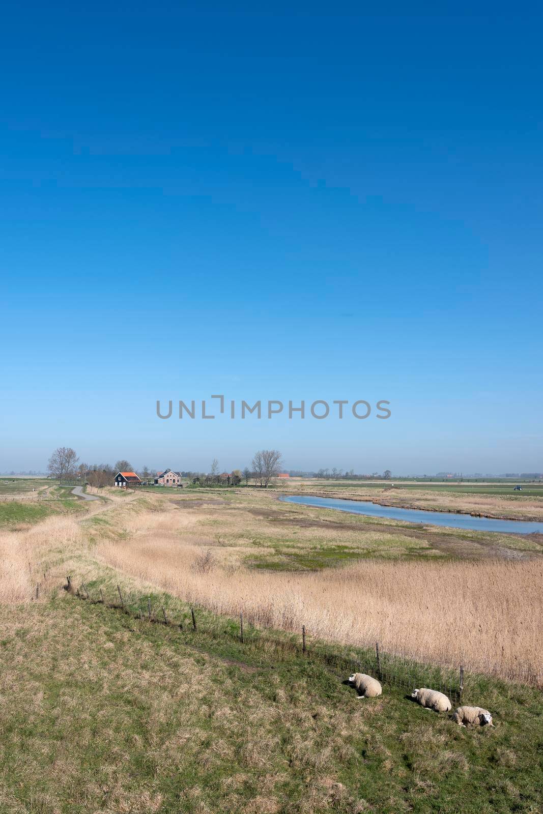 sheep in countryside landscape under blue sky on schouwen duiveland in dutch province of zeeland