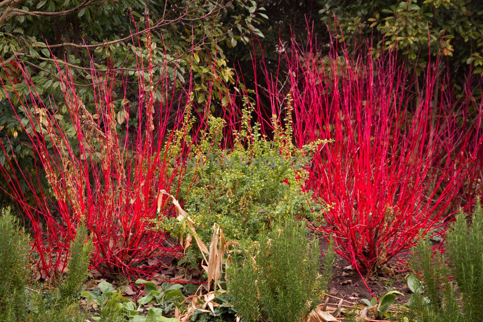 Detail of some red reeds against a green background of bushes