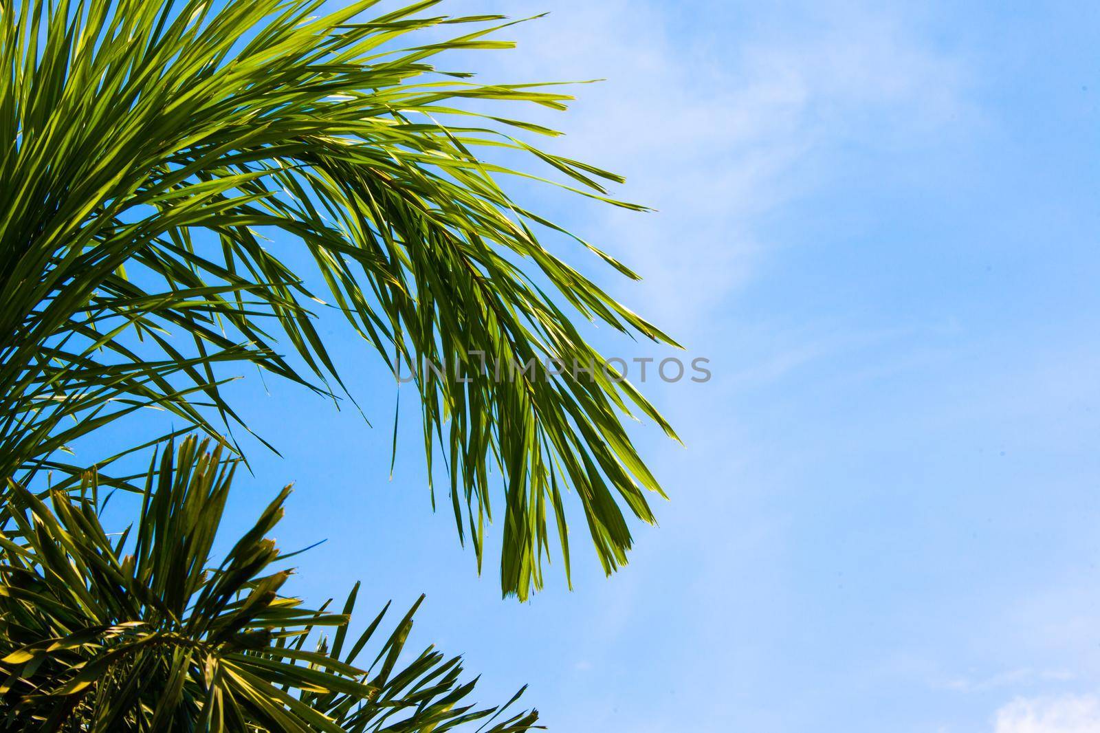 Palm trees in the blue sky by Yellowj