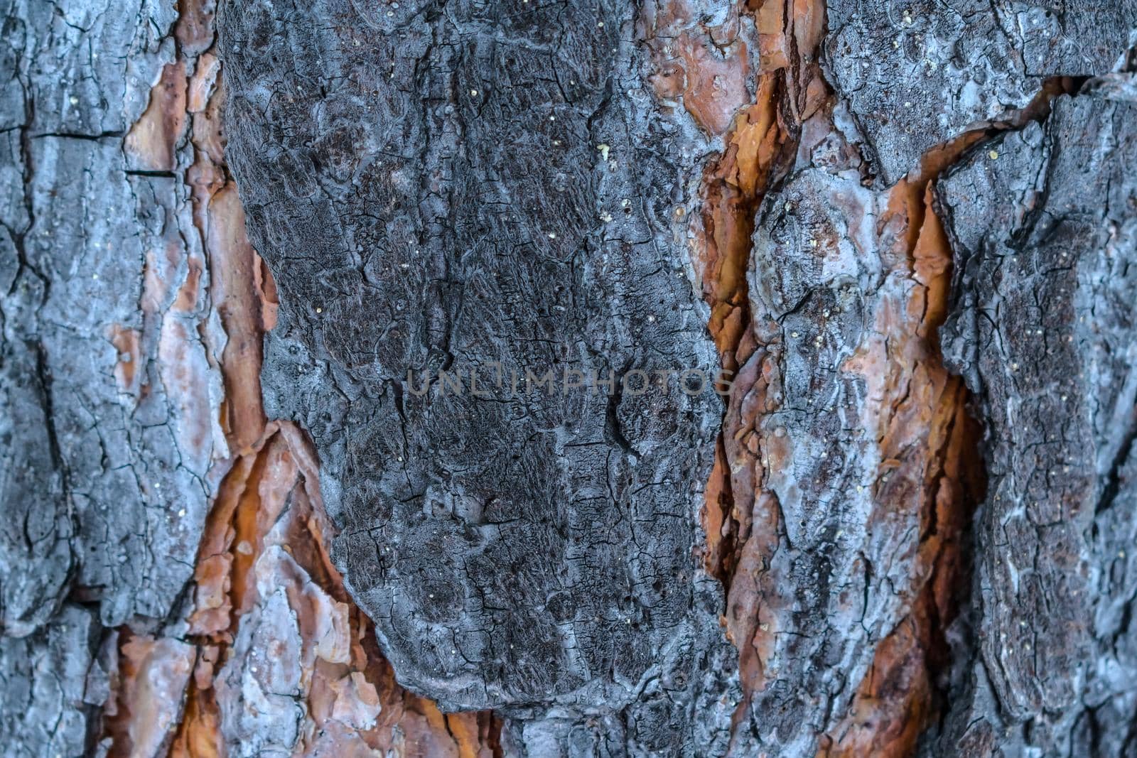The texture of the bark of a middle-aged pine tree close-up. Powerful tree bark with patterns