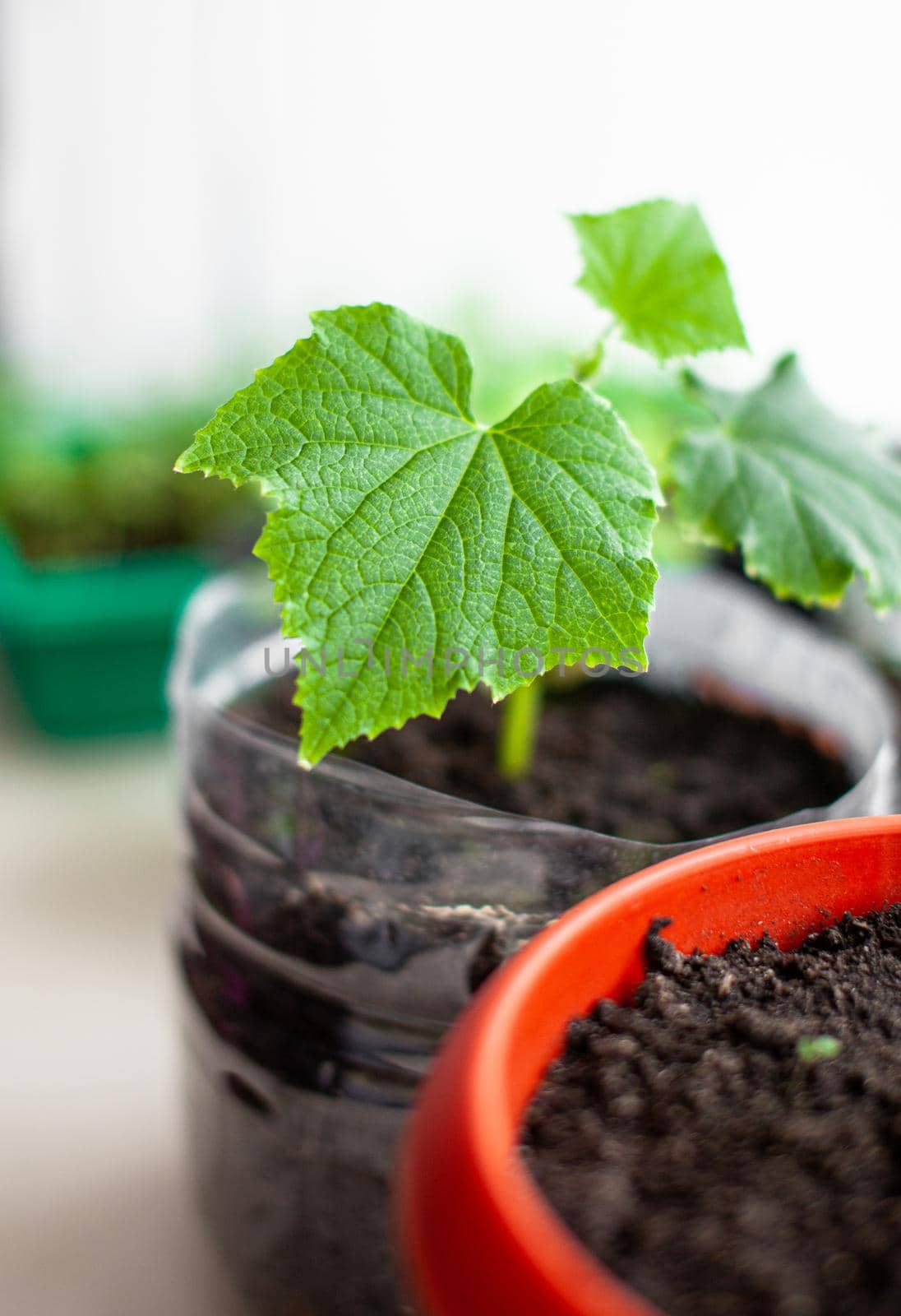 Seedlings of cucumbers and plants in flower pots near the window, a green leaf close-up. Growing food at home for an ecological and healthy lifestyle. Growing seedlings at home in the cold season