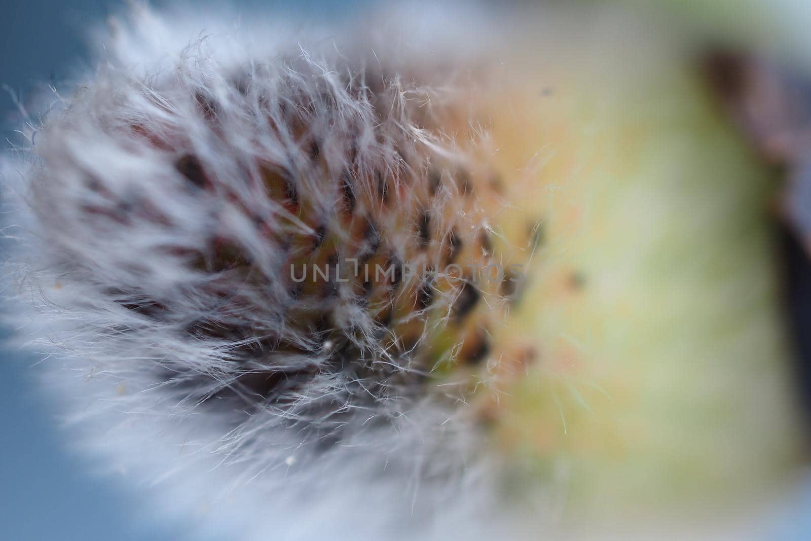 Macro-plant-producing. The blossoming buds of the willows are in early spring. High quality photo