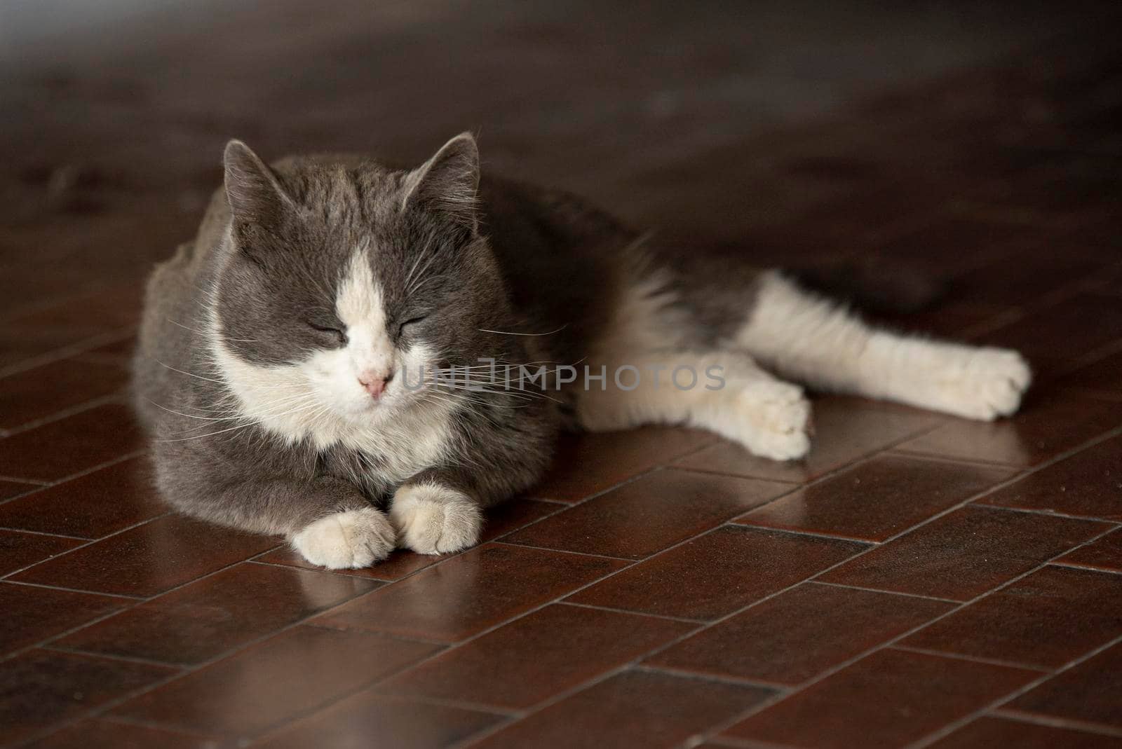 Cute gray cat rests lying on the floor