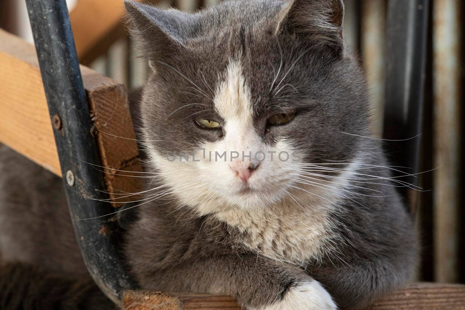 Cute grey cat portrait with closed eyes