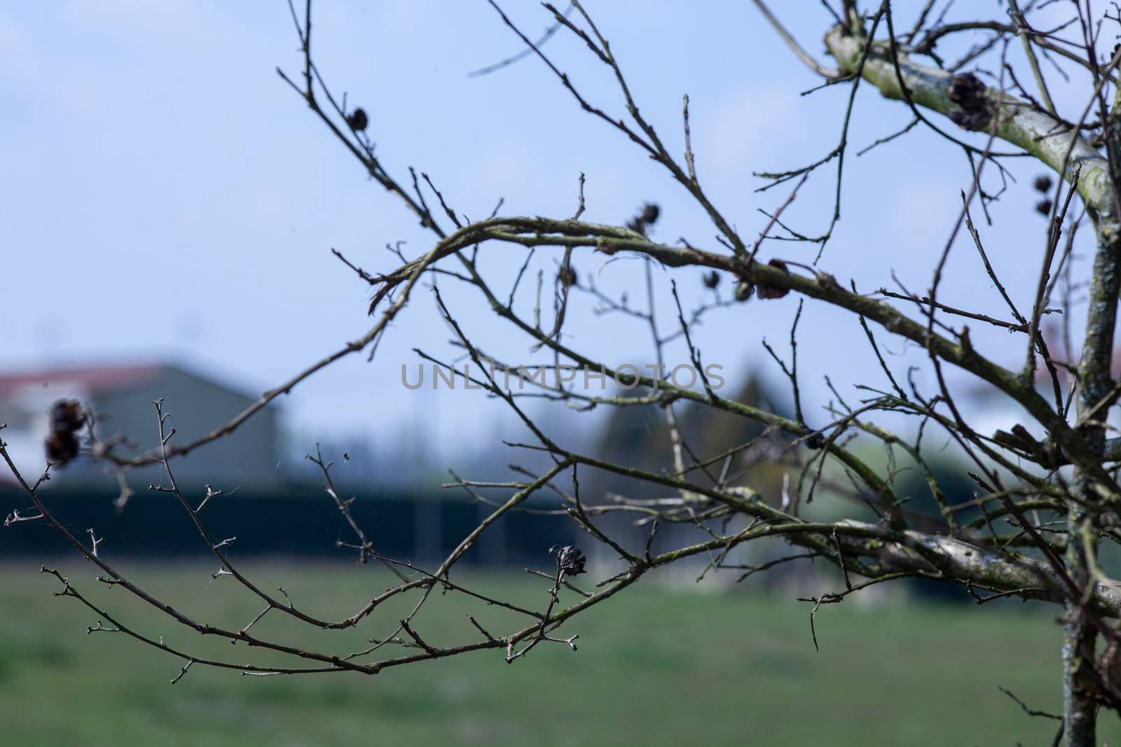 Detail of bare branches with blurred background in winter