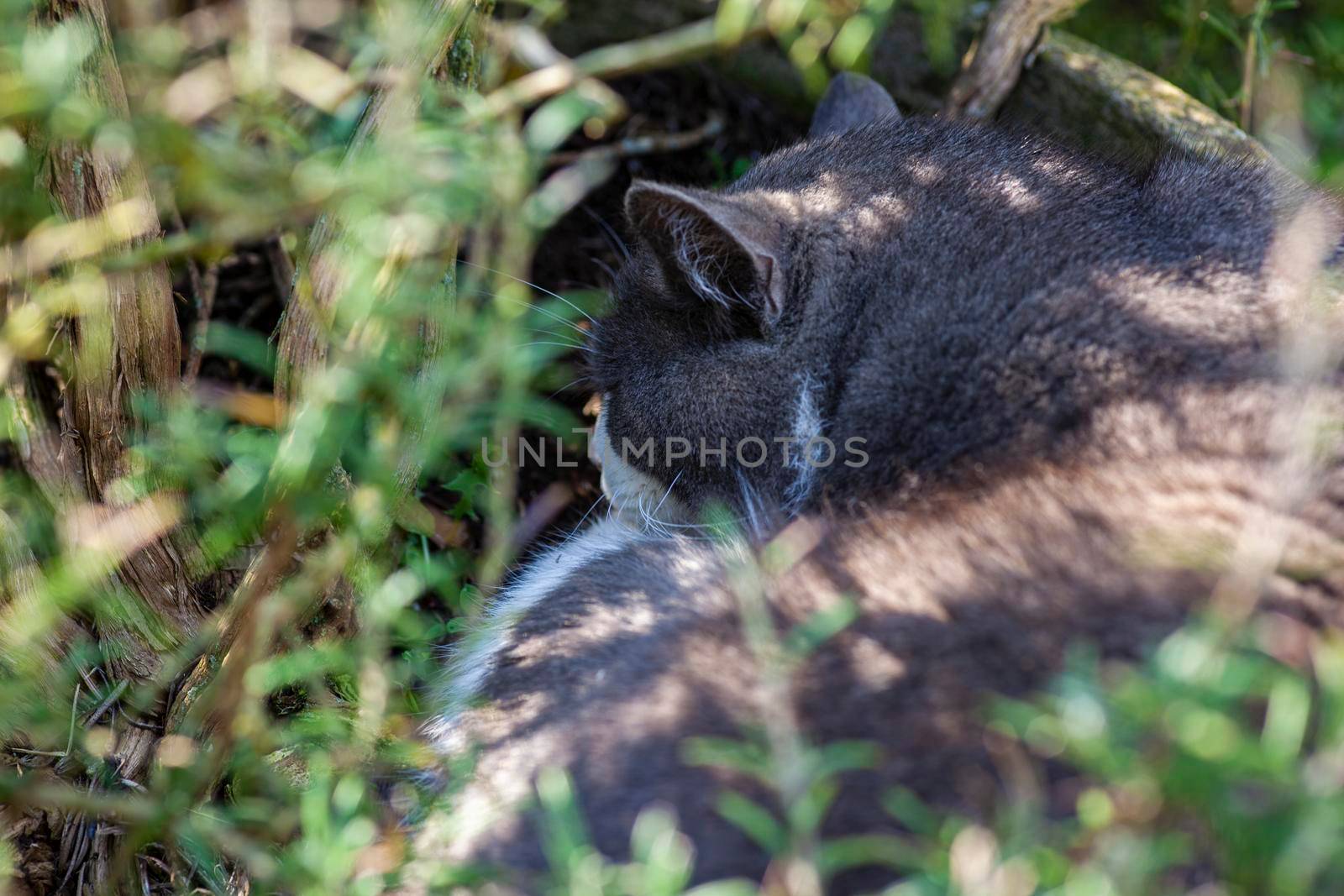 Cute cat sleeps nestled among the plants in the garden