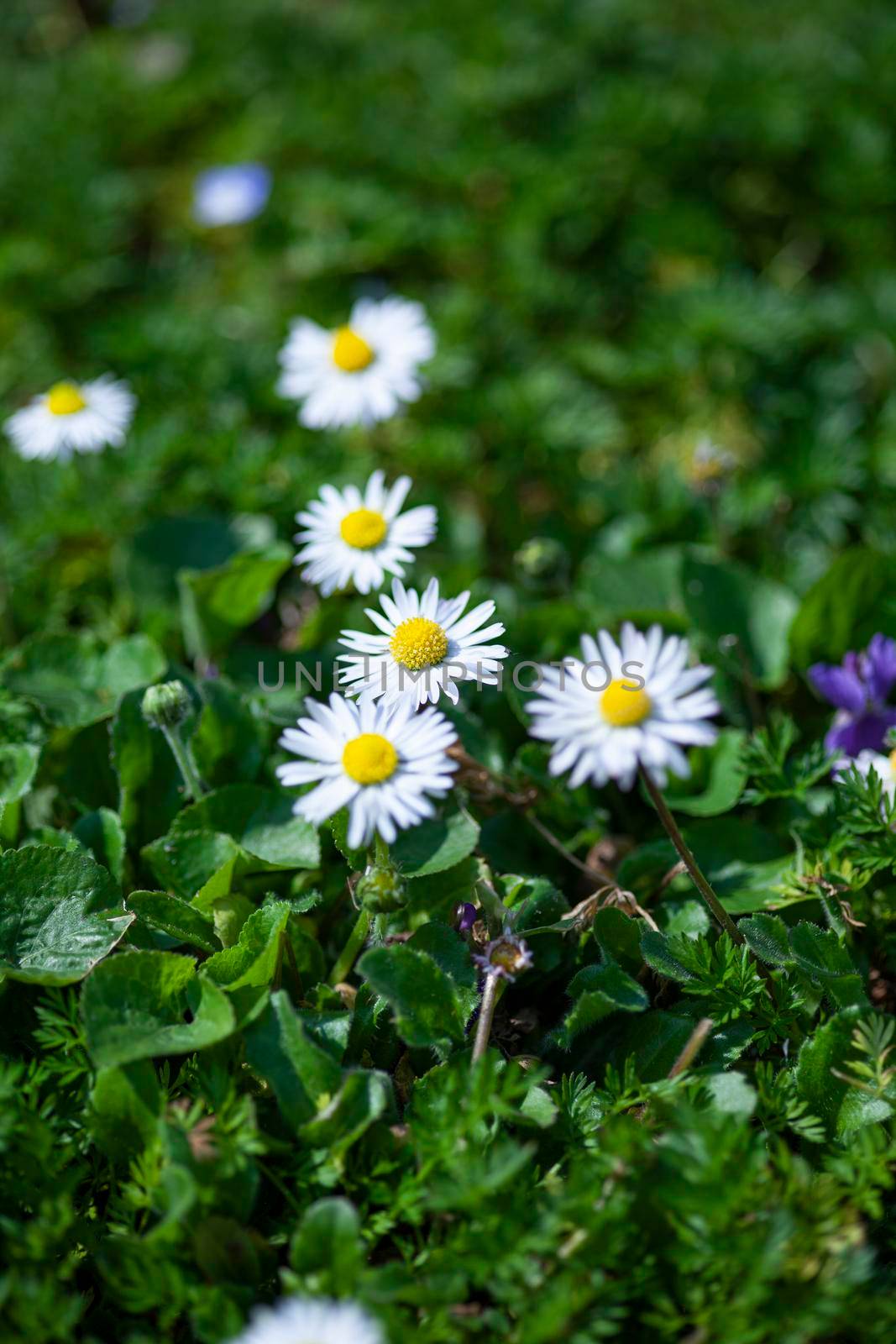 Daisy flower surrounded by green grass at spring