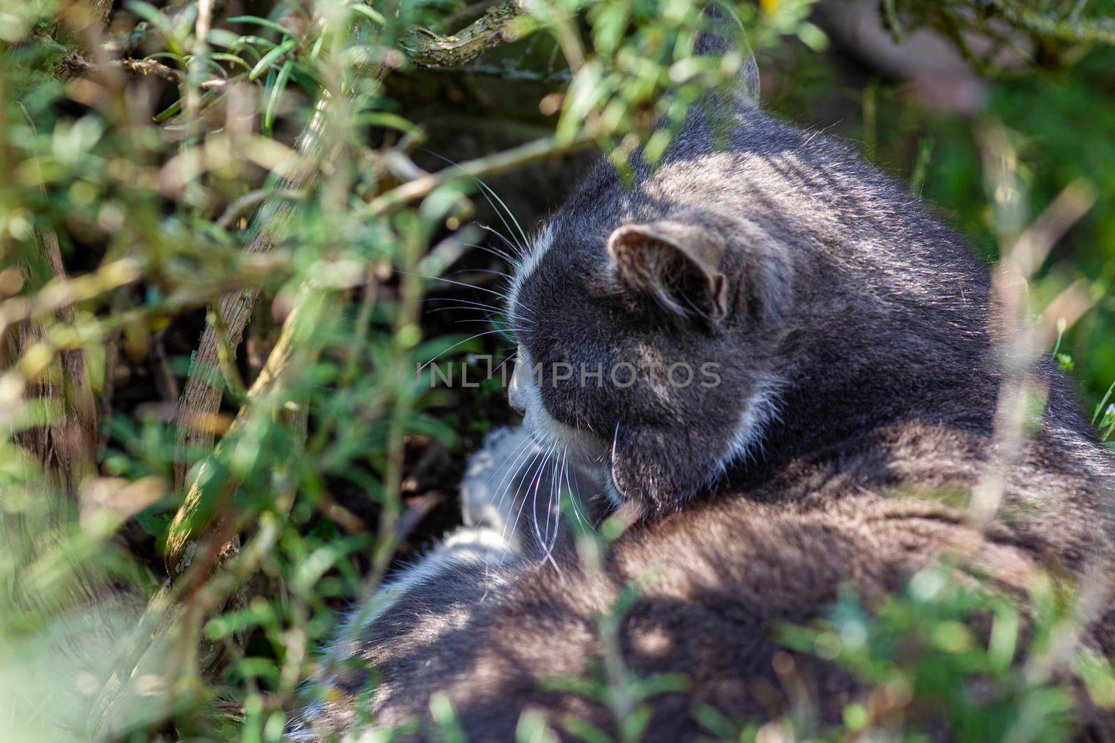 Cute cat sleeps nestled among the plants in the garden