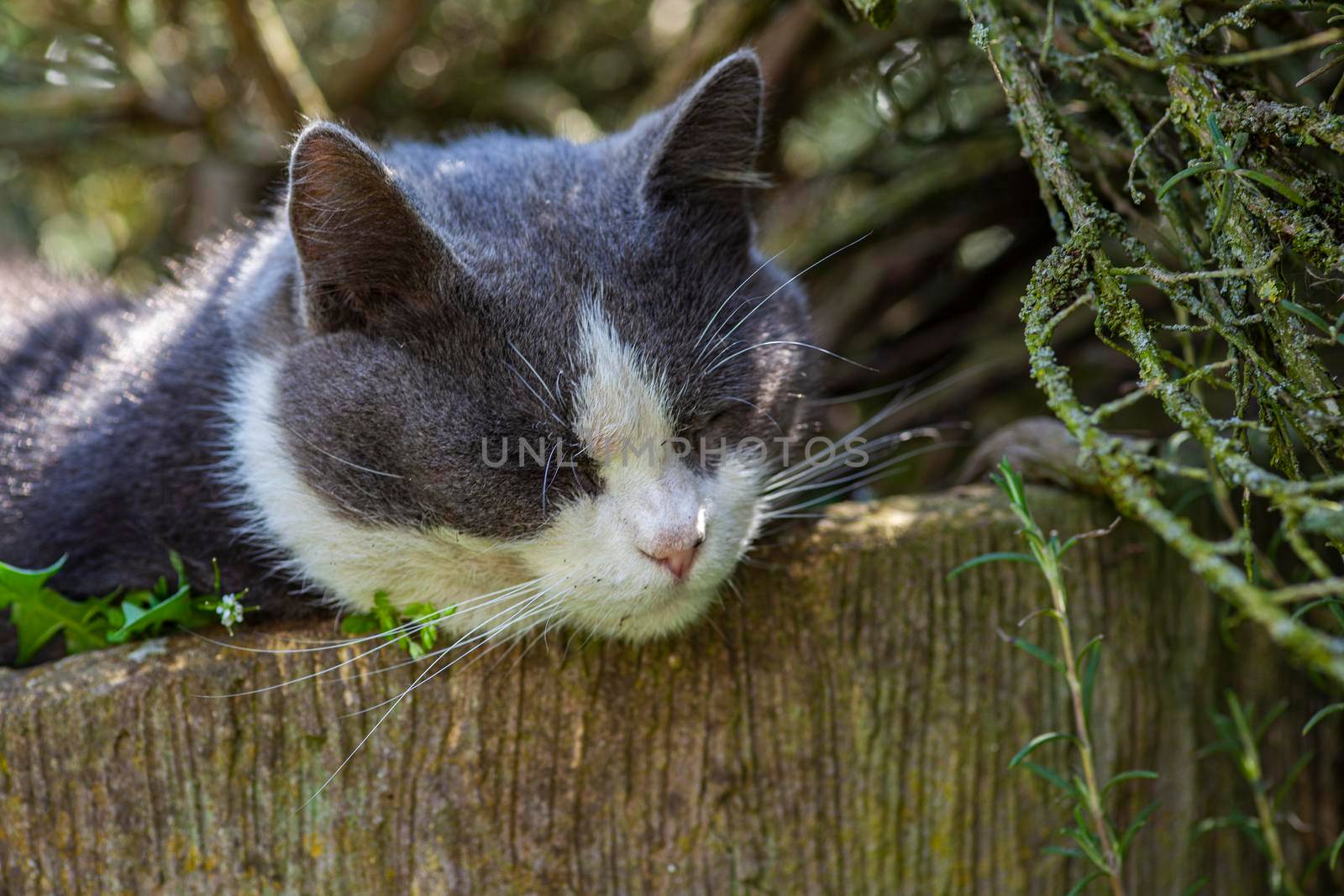 Cute cat sleeps nestled among the plants 4 by pippocarlot