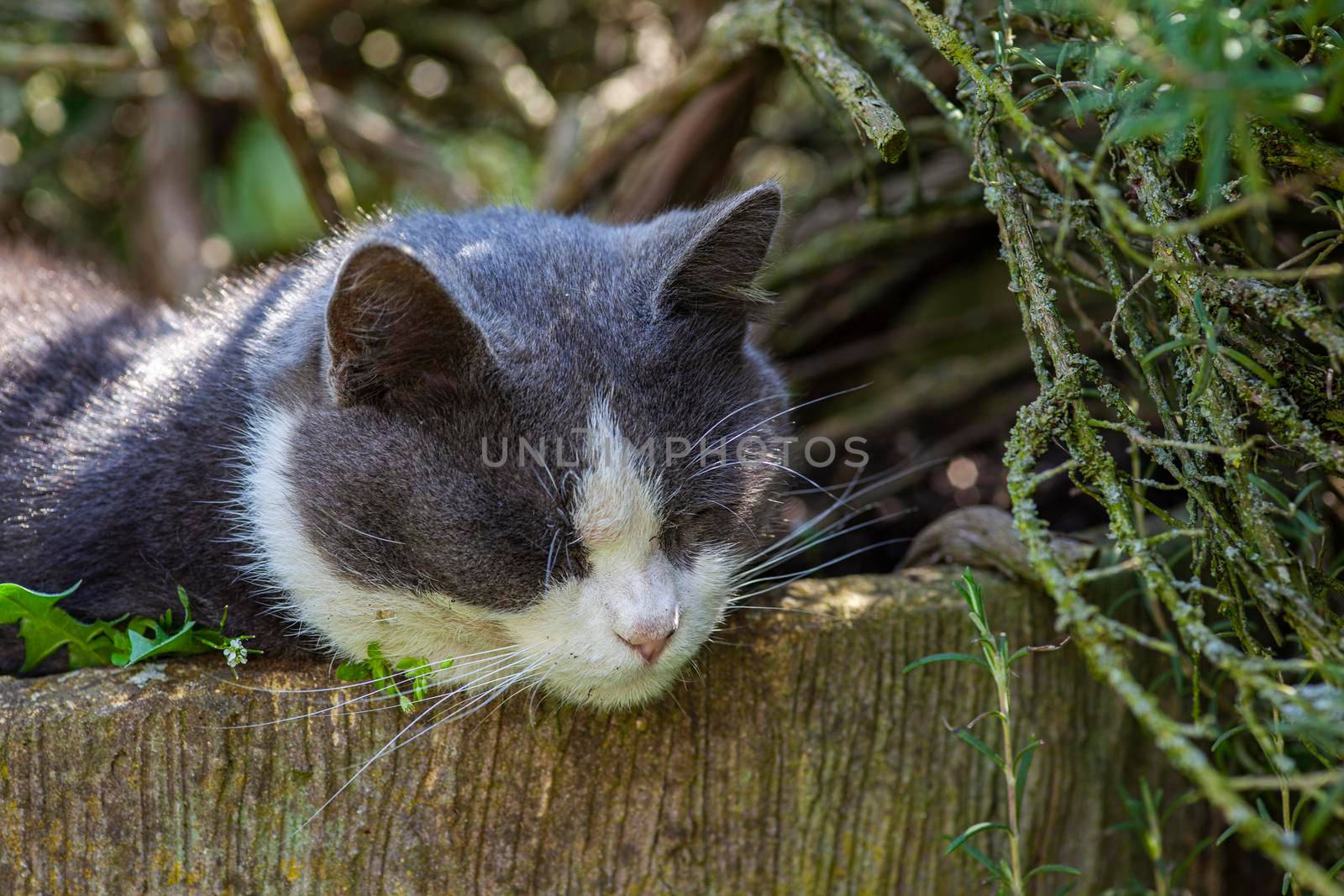 Cute cat sleeps nestled among the plants 3 by pippocarlot