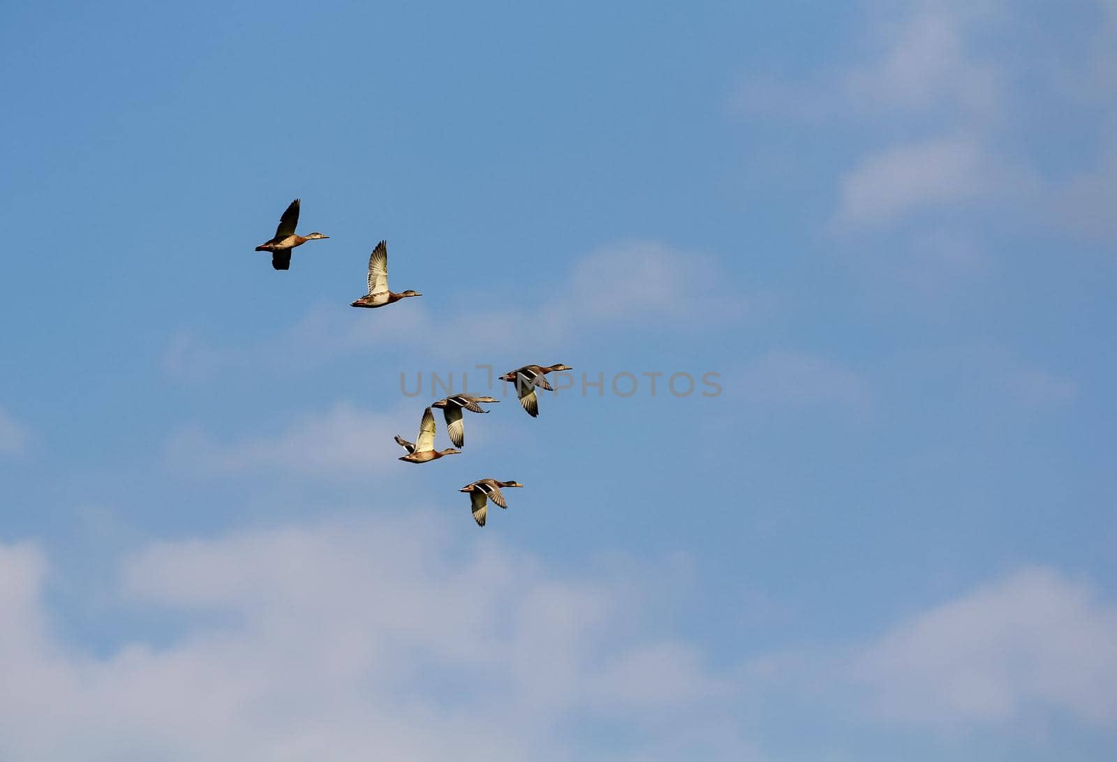 A flock of wild ducks flies high in the sky against the backdrop of white clouds. Hunting season