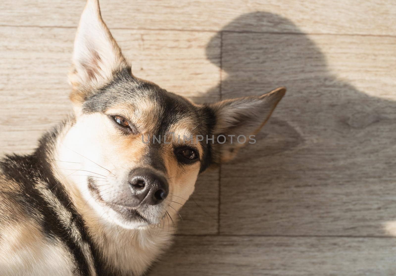Funny and cutr mixed breed dog lying on the floor having rest
