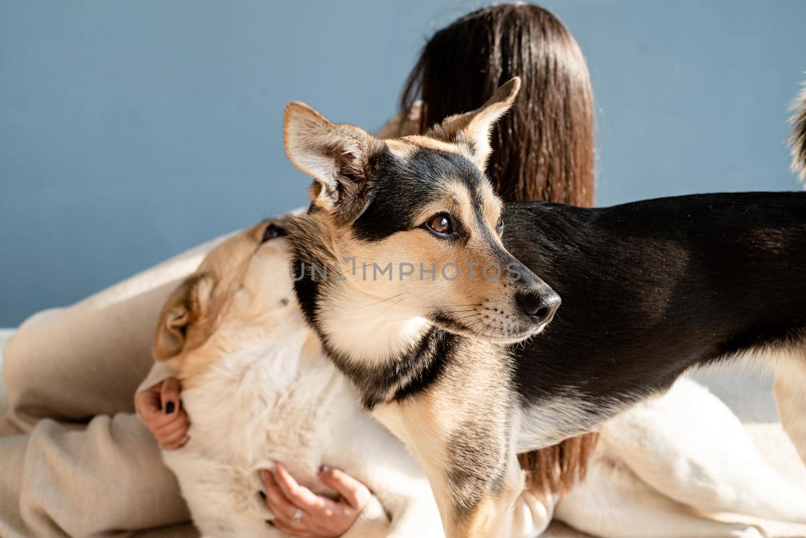 Beautiful brunette woman with playful mixed breed dog, embracing and having fun at home