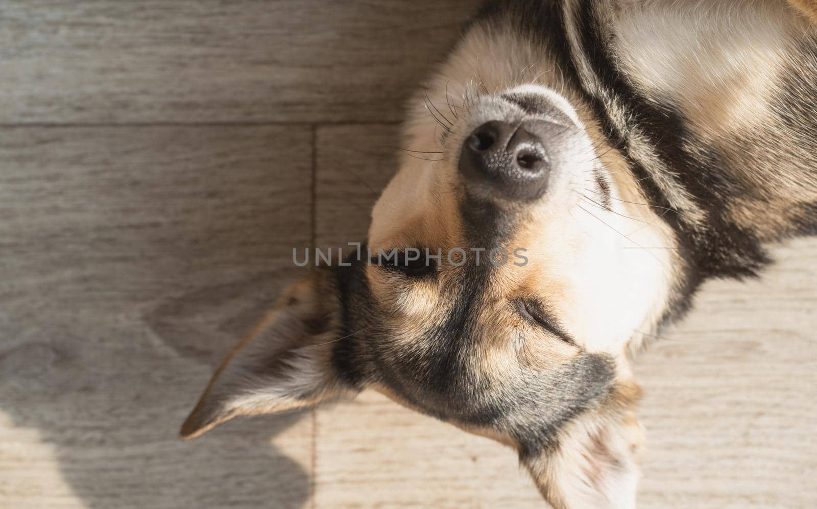 Funny and cutr mixed breed dog lying on the floor having rest