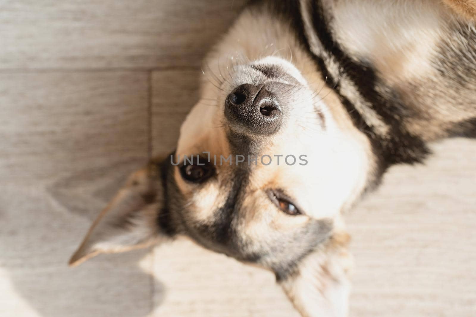 Funny mixed breed dog lying on the floor having rest. Selective focus