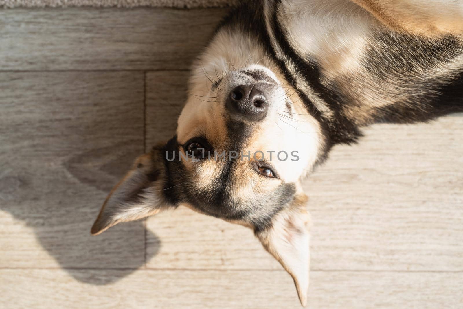 Funny mixed breed dog lying on the floor having rest