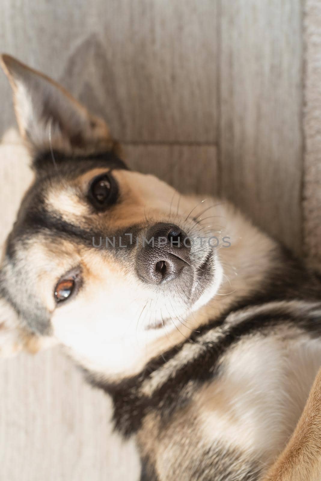 Funny mixed breed dog lying on the floor having rest. Selective focus