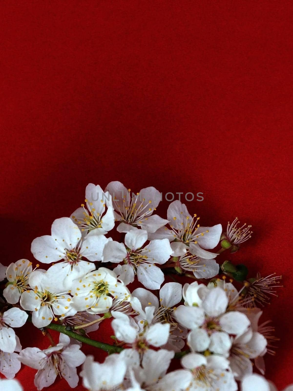 white blooming spring branch on red background copy space by Annado